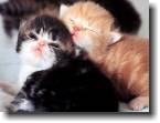 2 small kitties