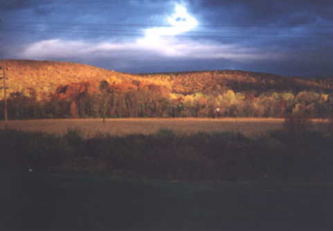 Yellow Fields