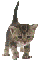 Little kitty with big tail