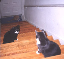 3 cats on Stairs