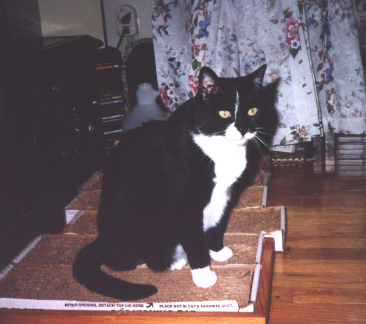 Lady on the Scratching Post