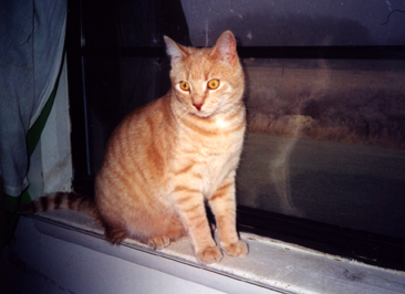 Simba on the window