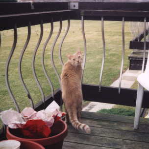 Kitten on the Porch