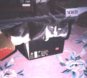 Buster in A box